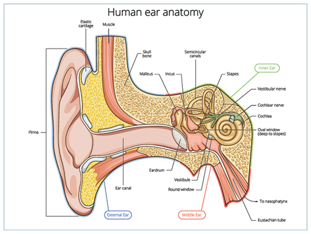 l'oreille humaine anatomie
