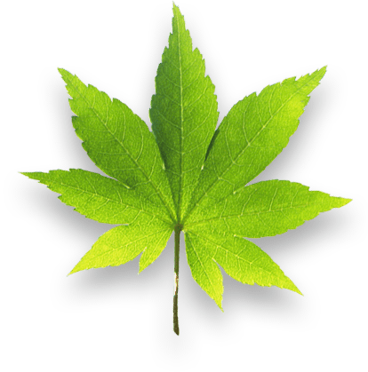 Feuille d'un arbre qui permet de faire une s&eacute;ance de sophro