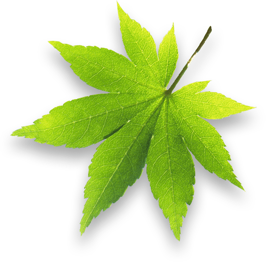 Feuille d'un arbre qui permet de faire une s&eacute;ance de sophro